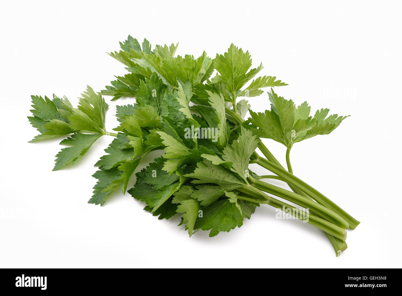 Green celery bunch  isolated on white background Stock Photo