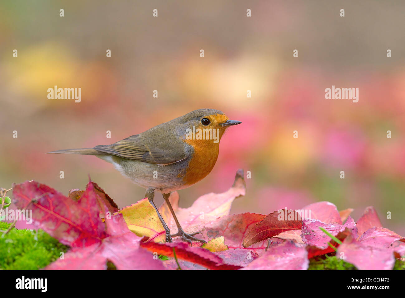 Robin in the fall Stock Photo