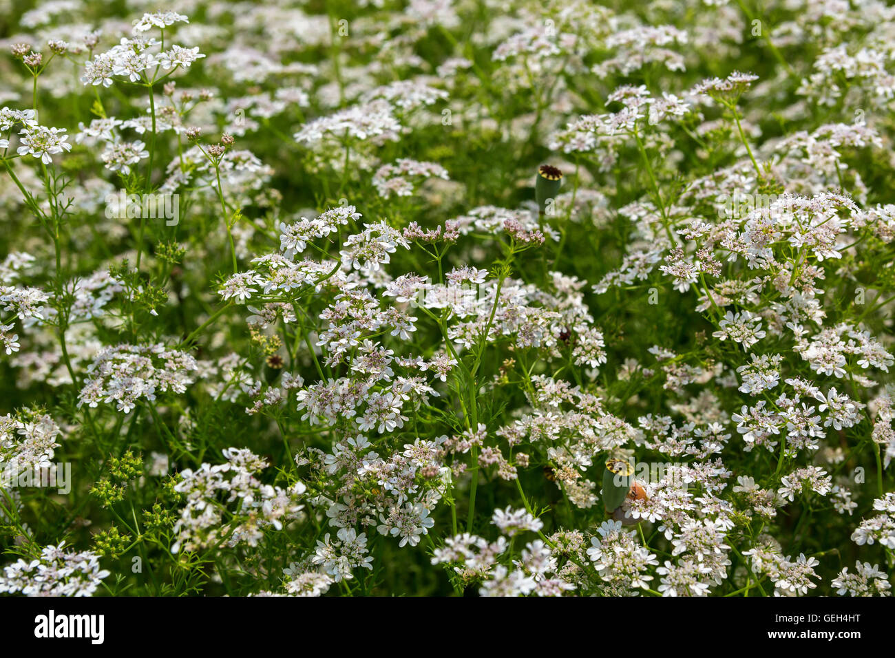 Field blossoming Orlaya daucoides. Stock Photo