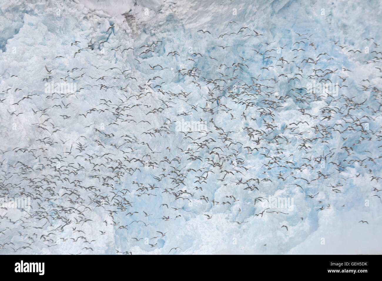 Big flock of Black Legged Kittiwakes in front of the Lilliehookbreen Glacier in Spitsbergen Stock Photo