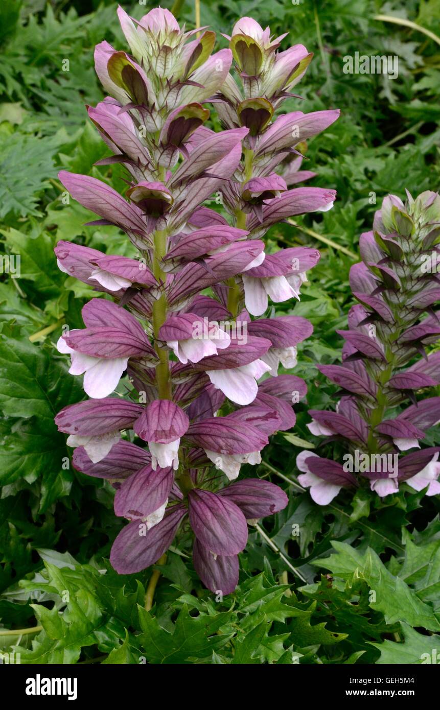 Acanthus spinosus Bears Breaches flower close up Stock Photo