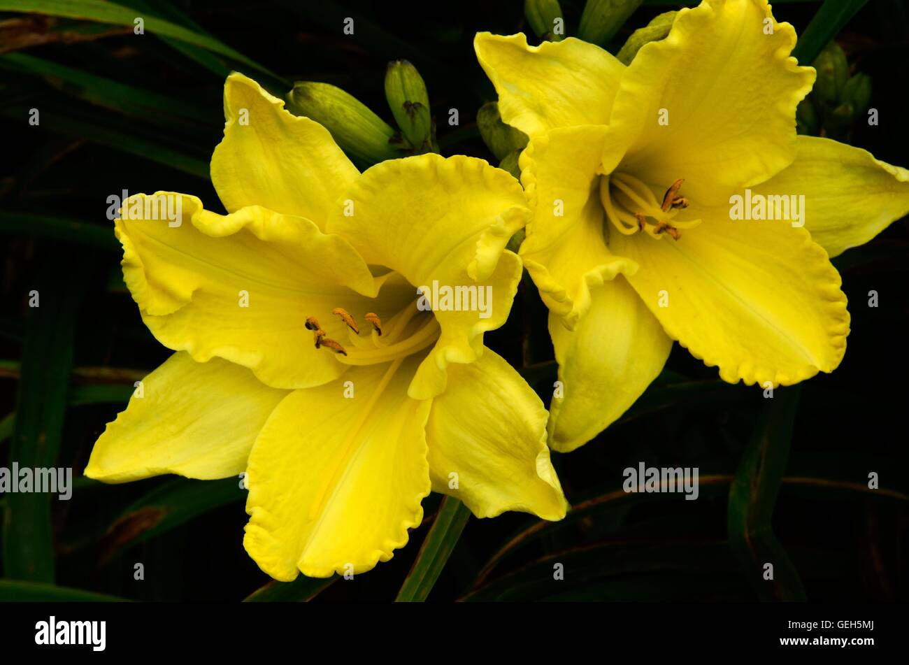 Hemerocallis Golden Ginko Day Lily daylily Stock Photo