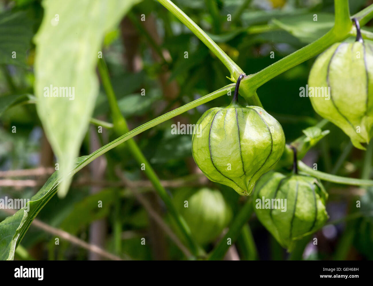 Tomatillo hires stock photography and images Alamy