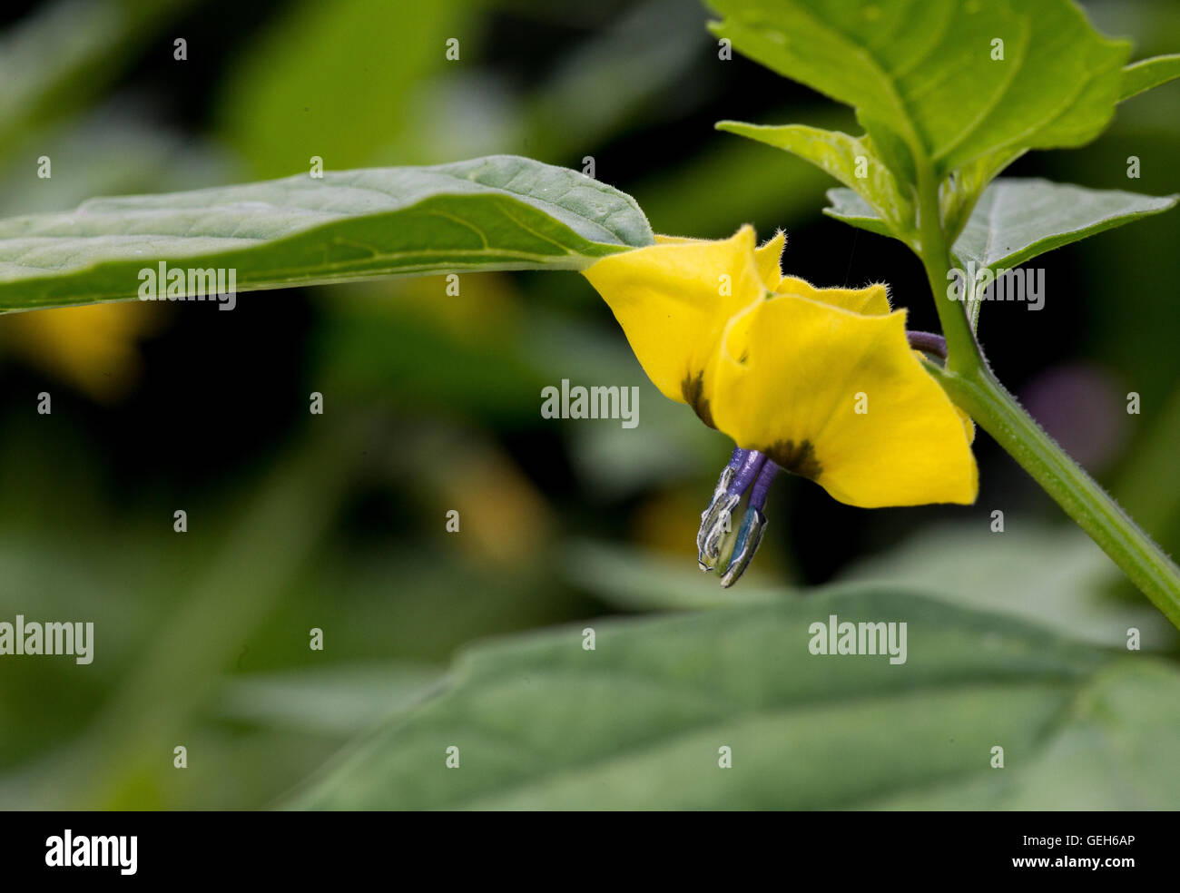 Tomatillo young (Physalis philadelphica) flowering plant on dark background Stock Photo