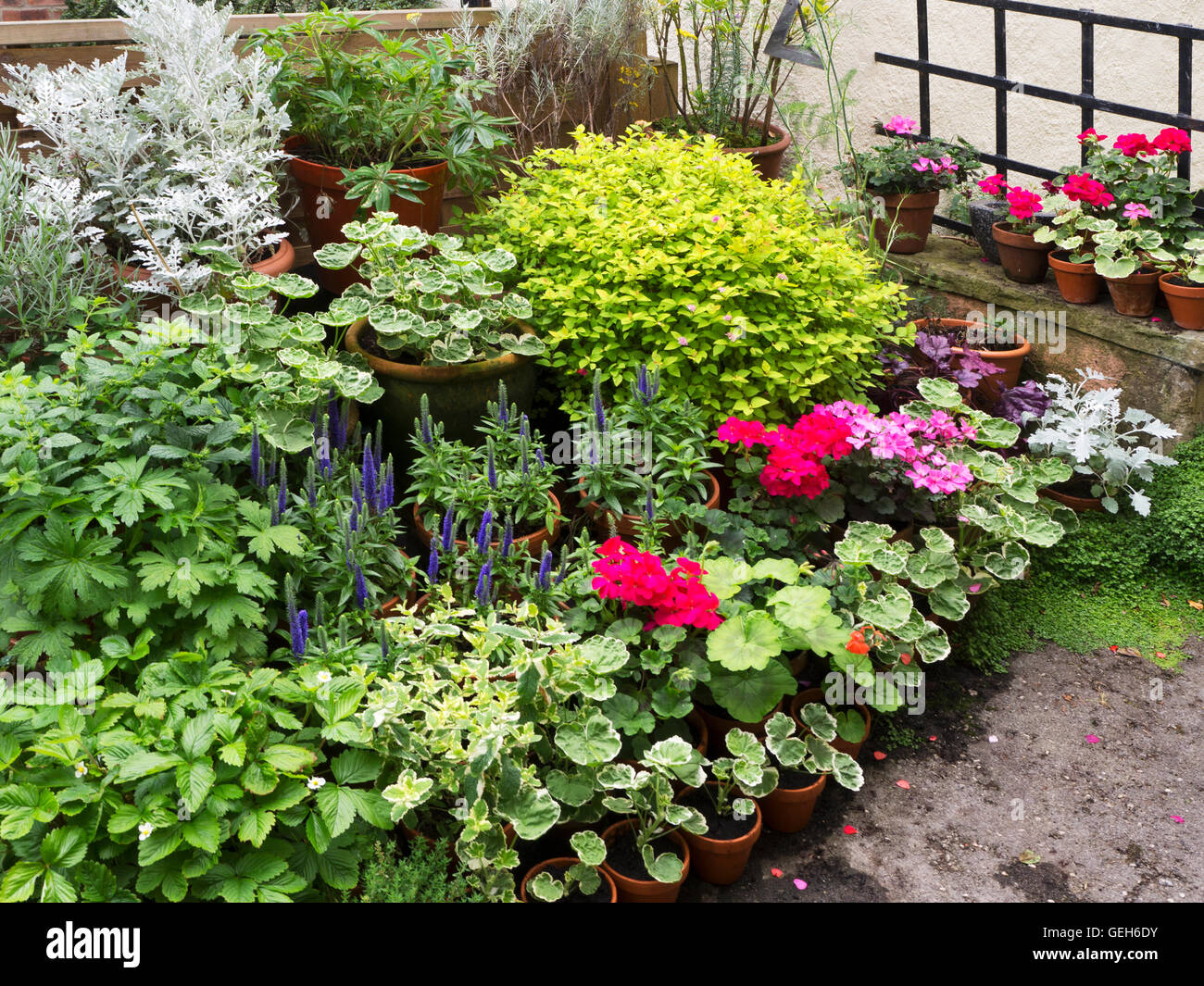 Container plants hires stock photography and images Alamy