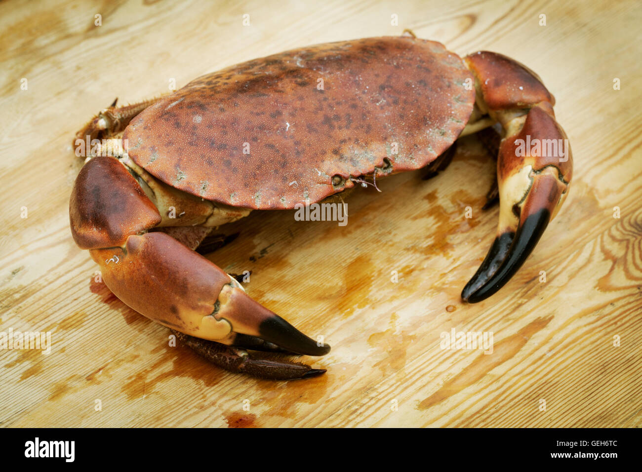 Close up of a fresh crab. Stock Photo