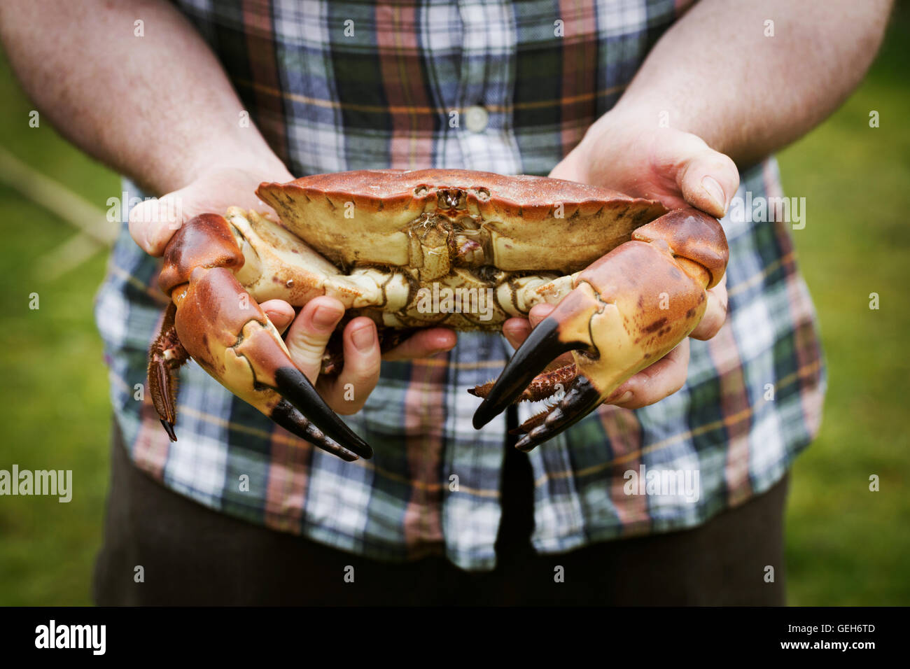 Hands with crab hires stock photography and images Alamy
