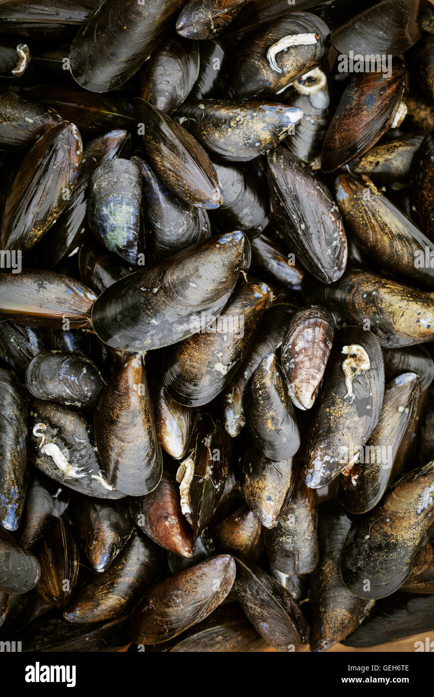 Close up of fresh Black Mussels. Stock Photo