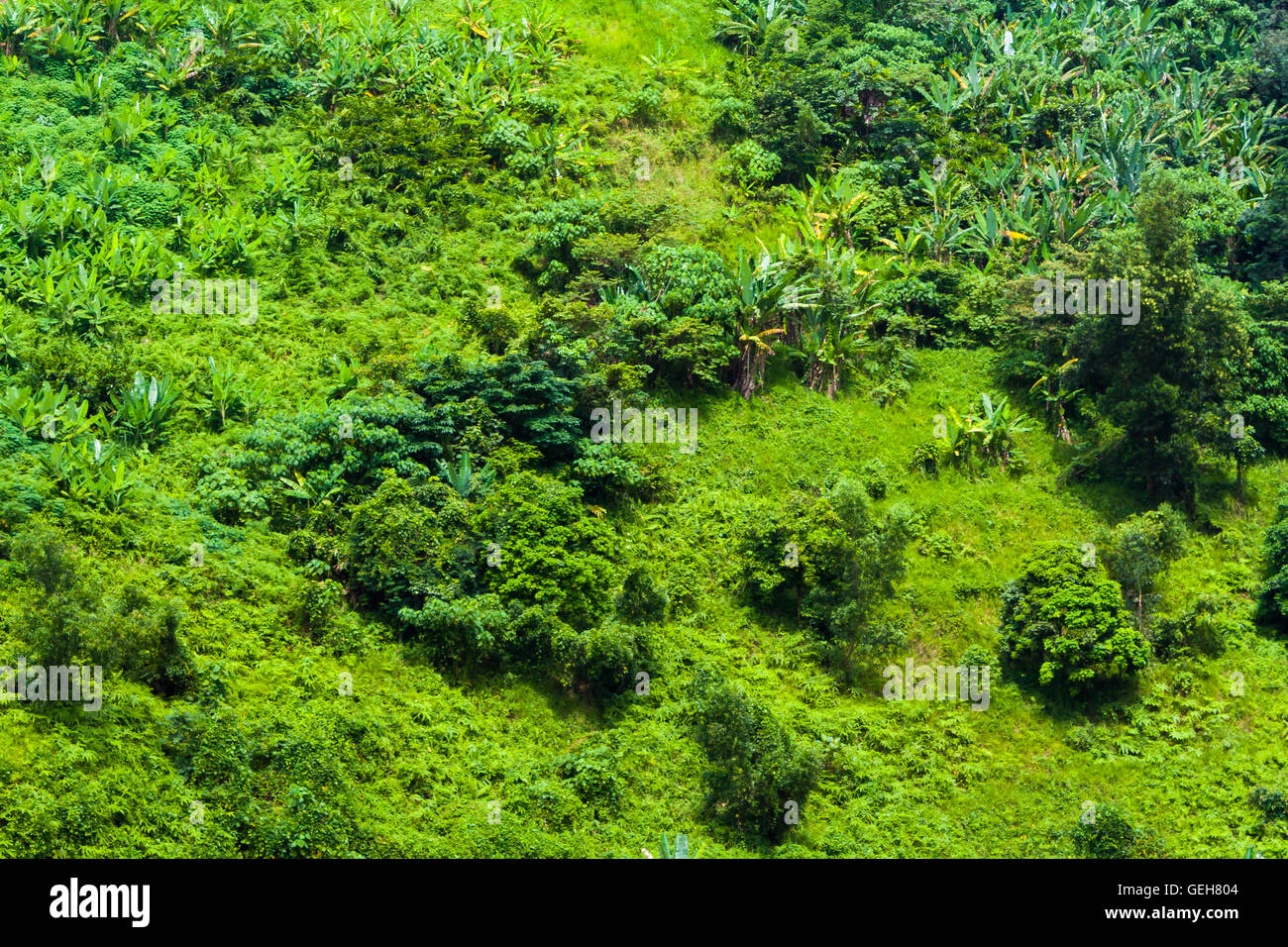 Tropical jungle hill slope 2 Stock Photo