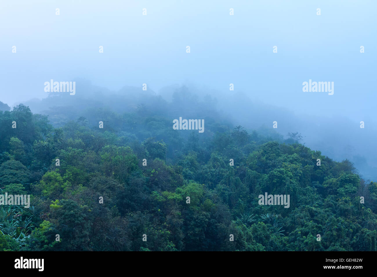 Misty tropical forest after a heavy rain 2 Stock Photo