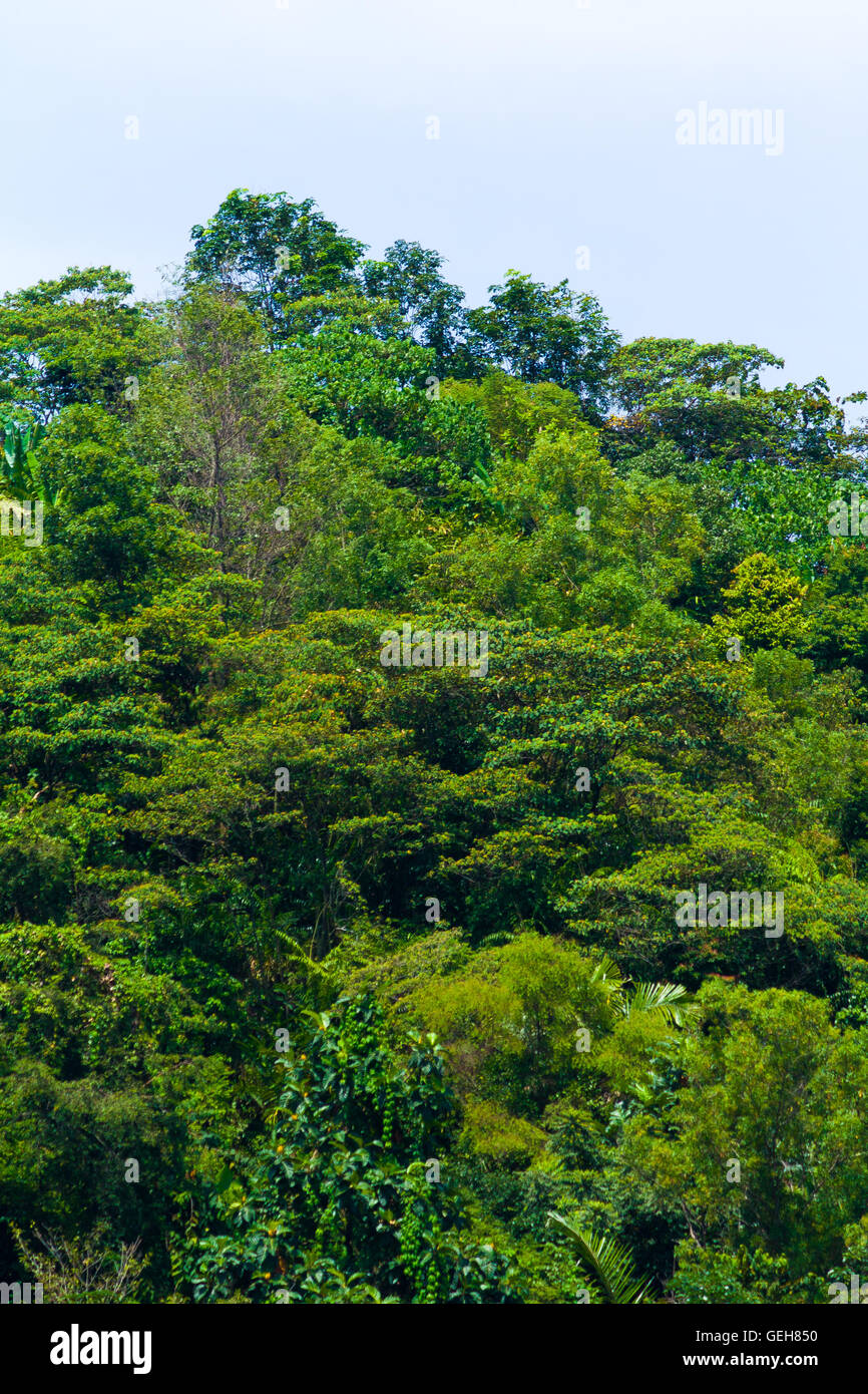 Tropical forest trees lush hi-res stock photography and images - Alamy