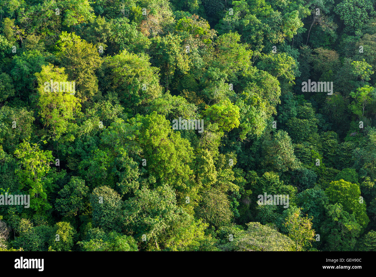 Aerial shot of a lush tropical forest 2 Stock Photo