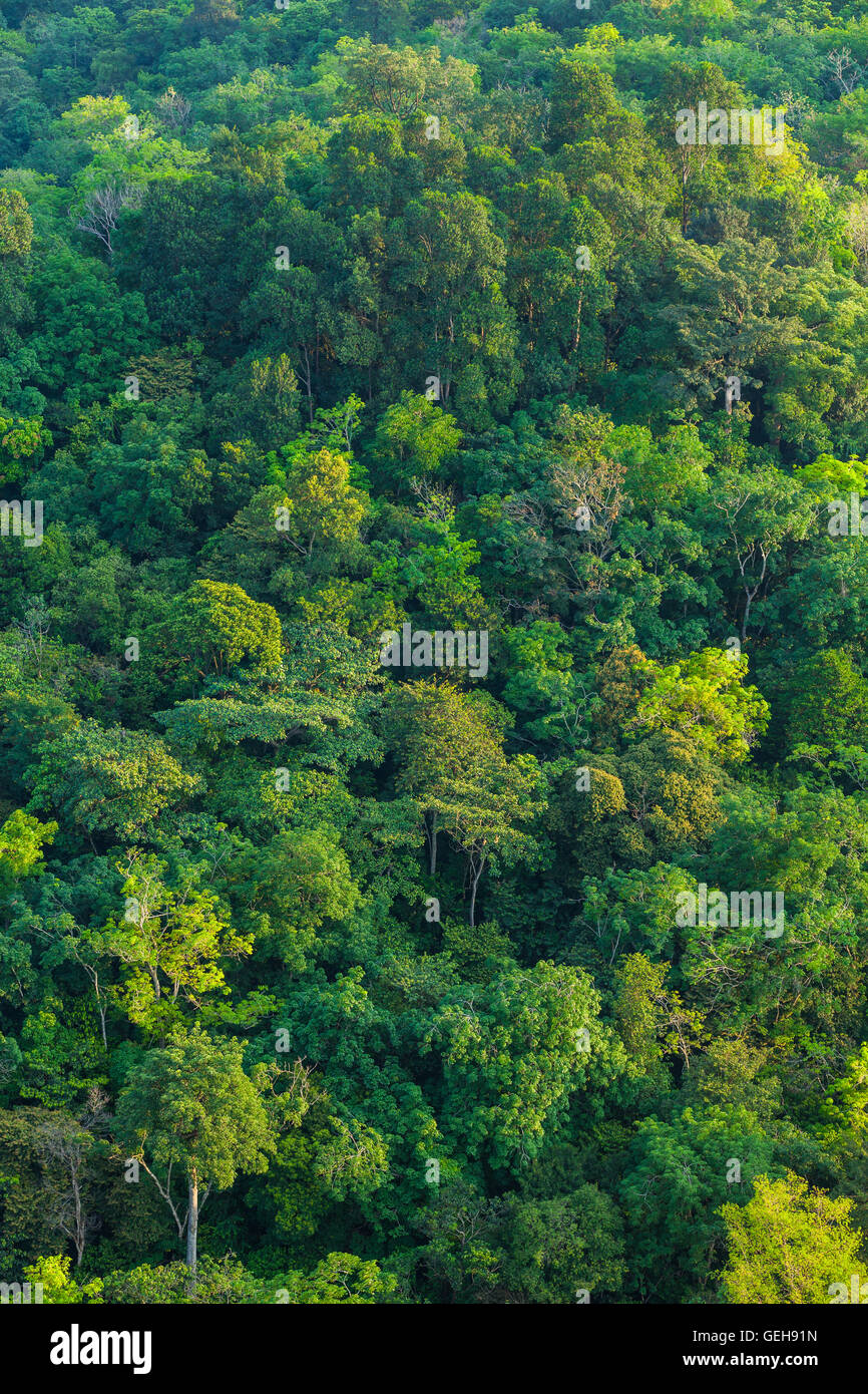 Tropical jungle aerial shot 2 Stock Photo