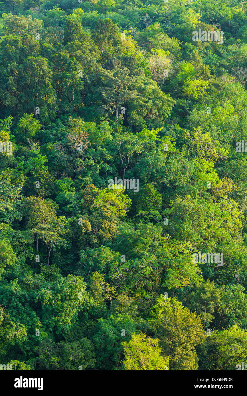 Tropical jungle aerial shot 3 Stock Photo - Alamy