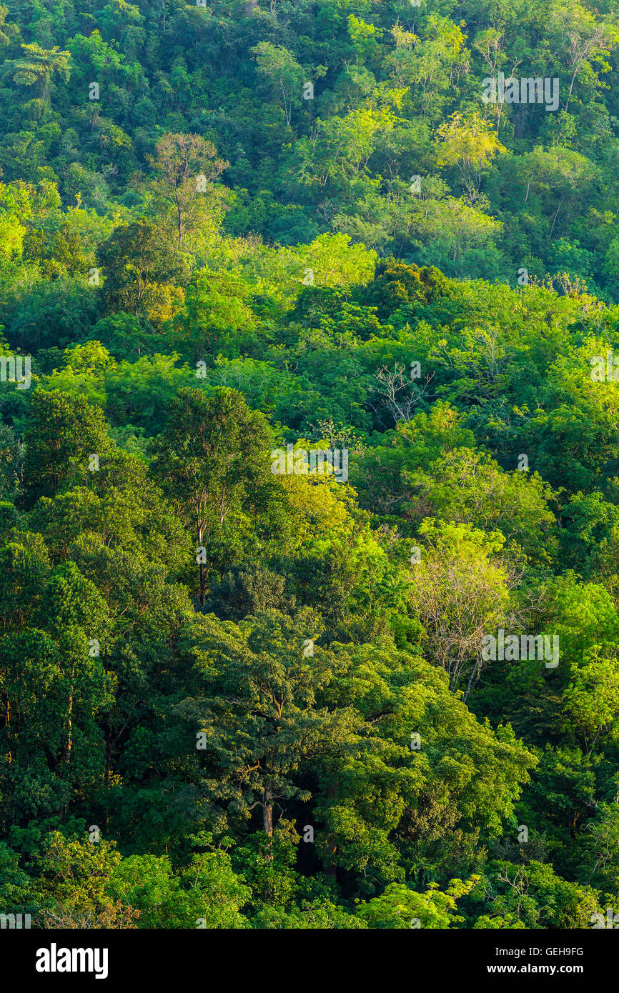 Tropical jungle aerial shot 6 Stock Photo - Alamy