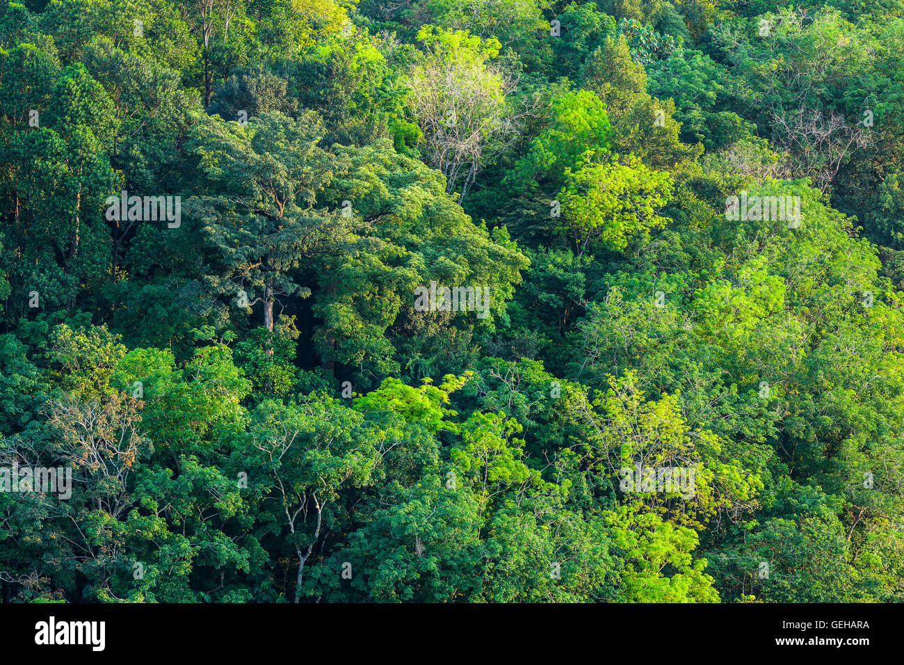 Tropical jungle aerial shot 21 Stock Photo - Alamy