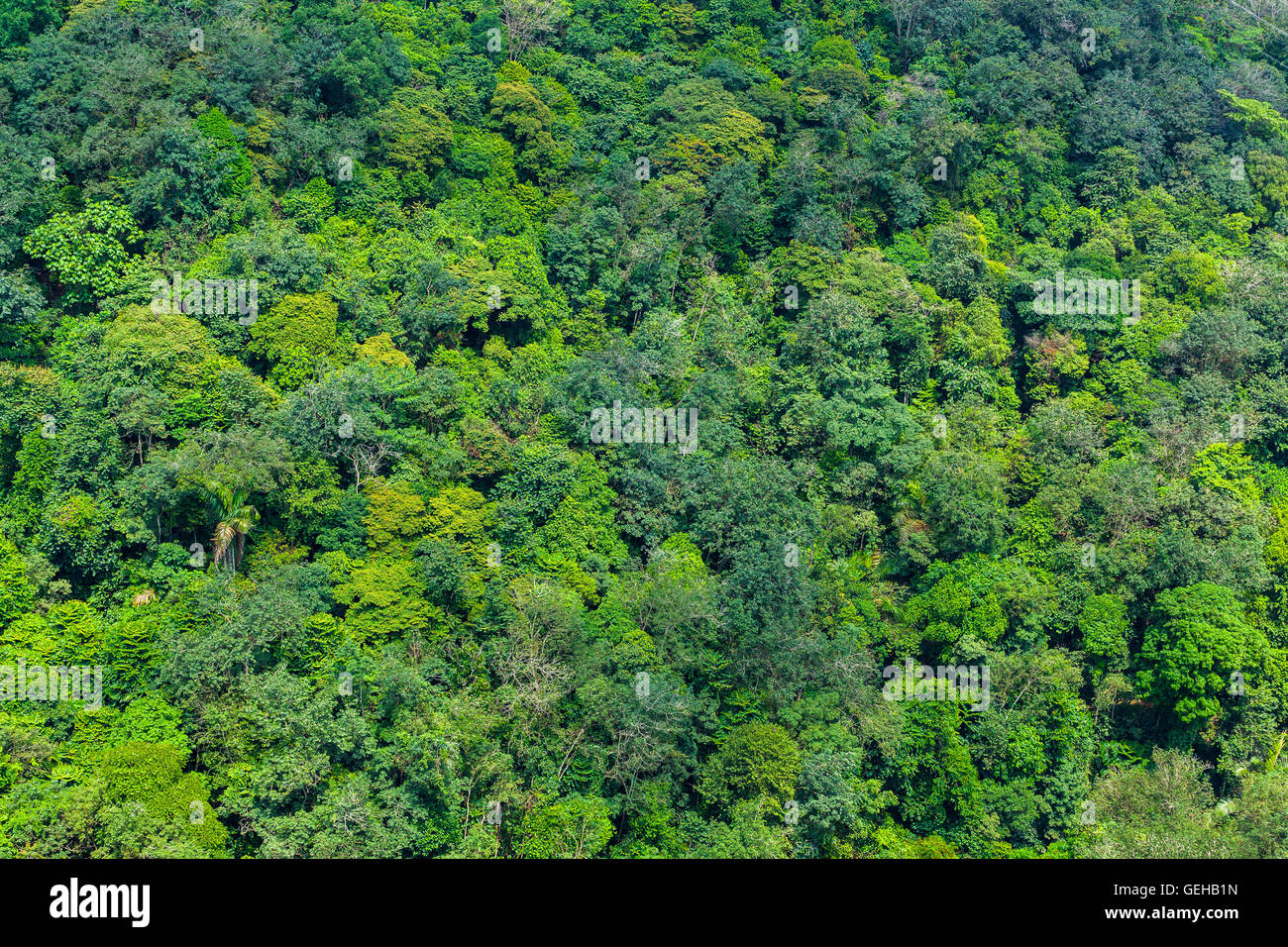 Aerial canopy shot hi-res stock photography and images - Alamy