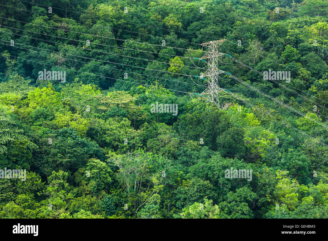 Power lines and tower in a tropical forest 1 Stock Photo