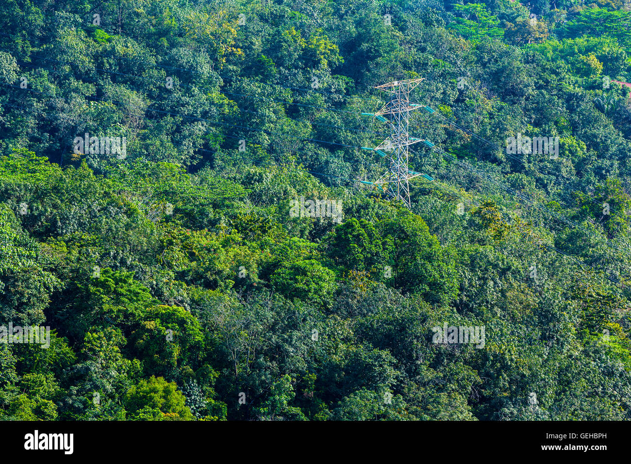Power lines and tower in a tropical forest 2 Stock Photo