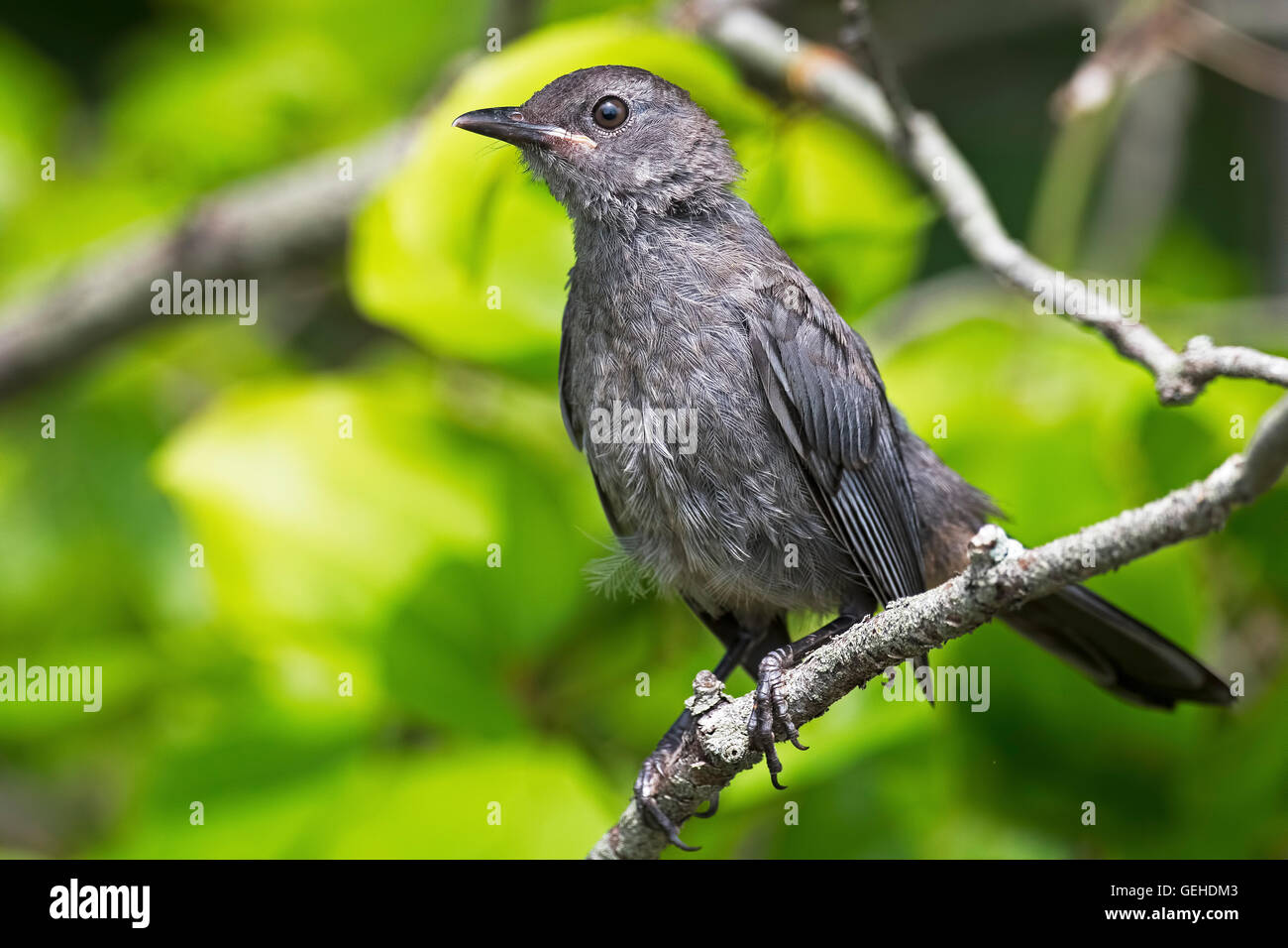 Gray Catbird Stock Photo