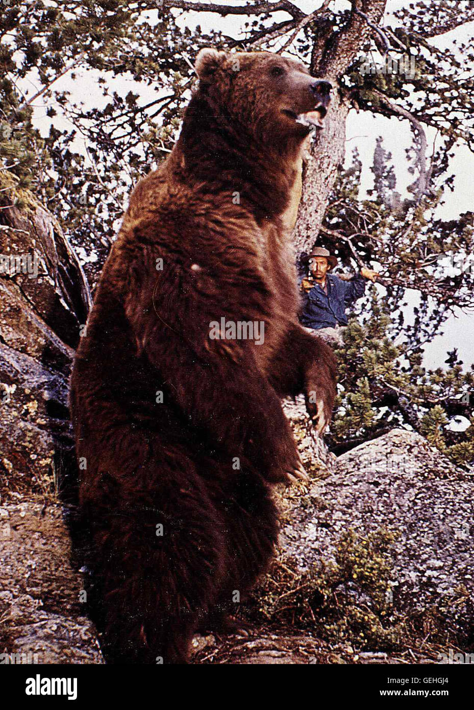 Hugh Webster   Nach einigen Jahren kehrt der ausgewachsene Grizzly aus den Bergen zurueck und erschreckt den faulen Shorty (Hugh Webster). *** Local Caption *** 1970, King Of The Grizzlies, The, Koenig Der Grizzlys Stock Photo