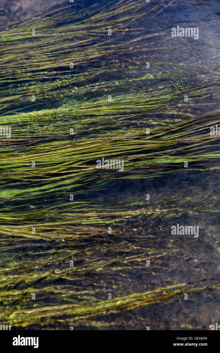 Reeds in a fast flowing river rippling under the water Stock Photo - Alamy