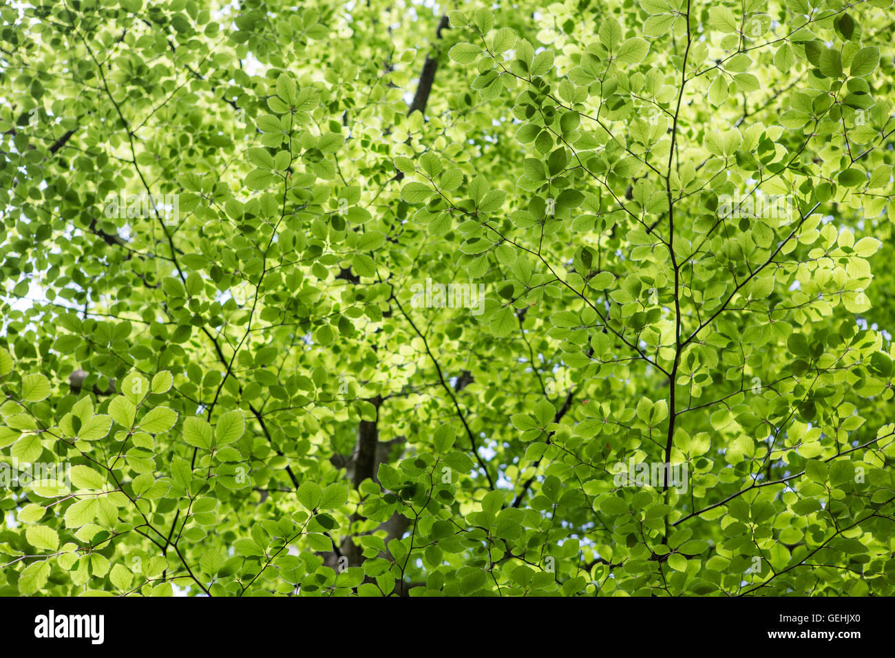 Shafts of sunlight making the leaves of a tree glow as it passes through the vegitation. In this tightly packed dense forest the light looks almost surreal as it illumintates the darkness. Stock Photo
