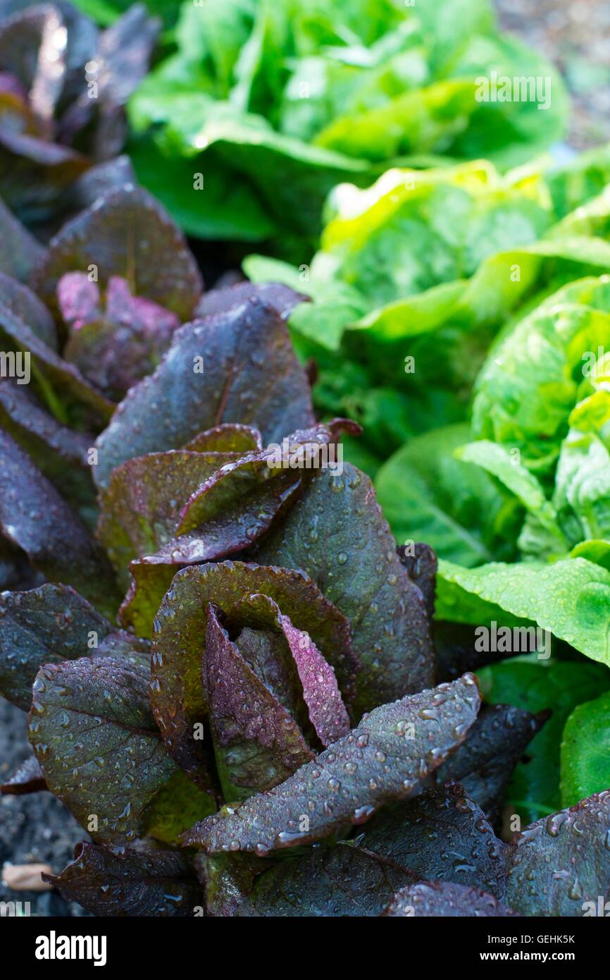 Lettuce,' Intred' and 'Little Gem' (right) Stock Photo
