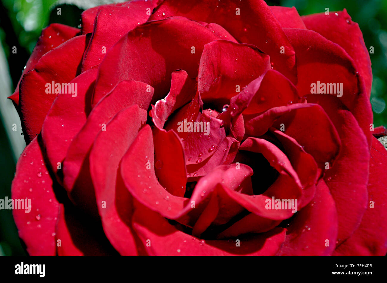Red Rose And Dew Drops High Resolution Stock Photography and Images - Alamy