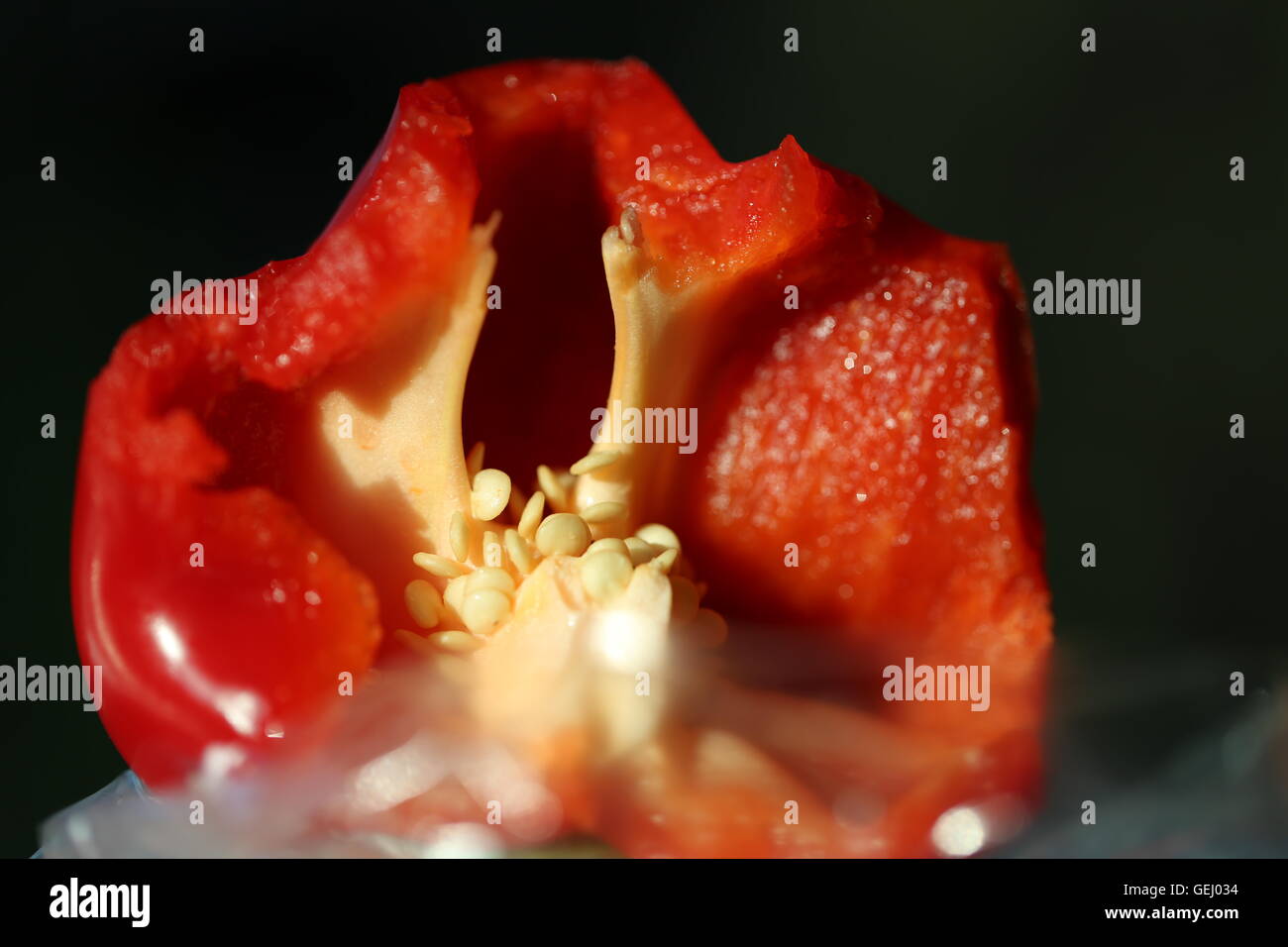 Red Pepper During Eating.  Red bell pepper while being eaten, close up. Inside of bell pepper while eating. Stock Photo