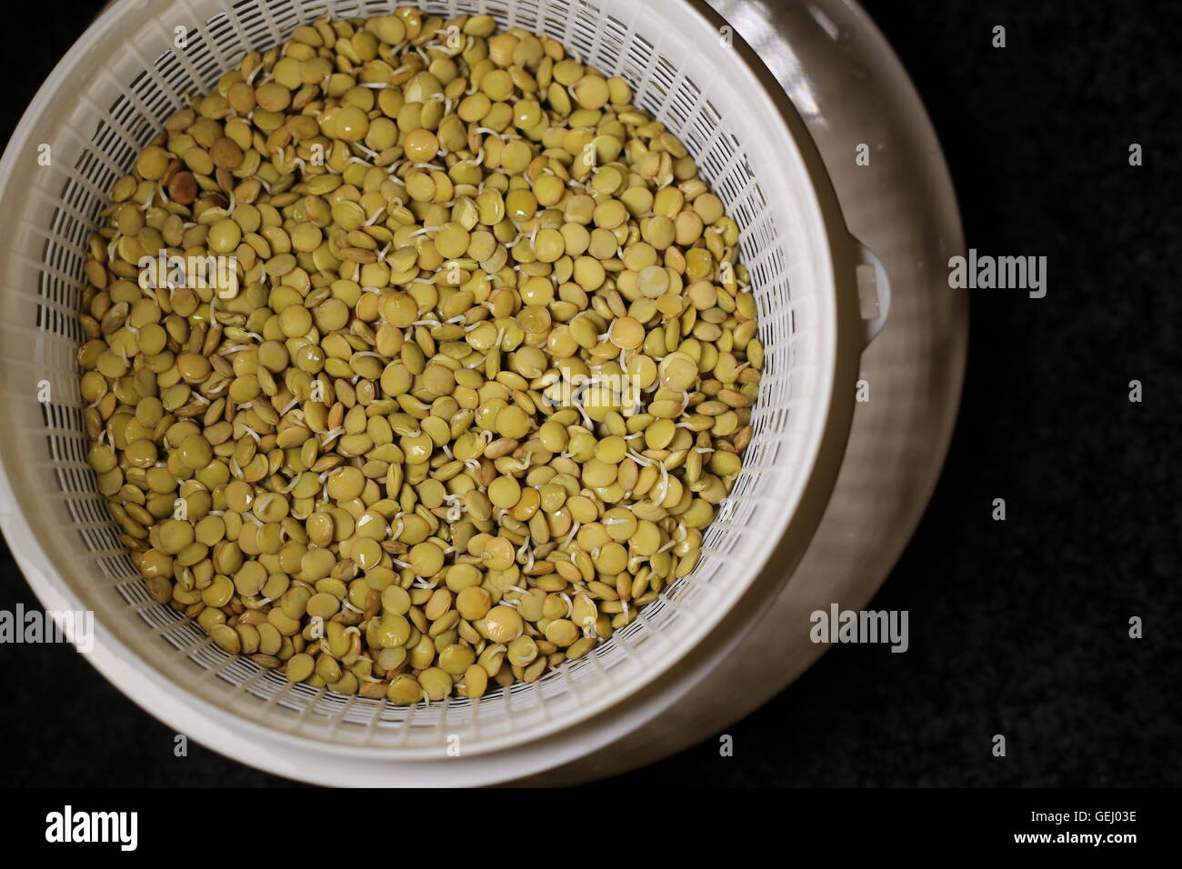 Germinated Lentils. Brown lentils germinated in a plastic sieve, on a beige plate and dark background. Stock Photo