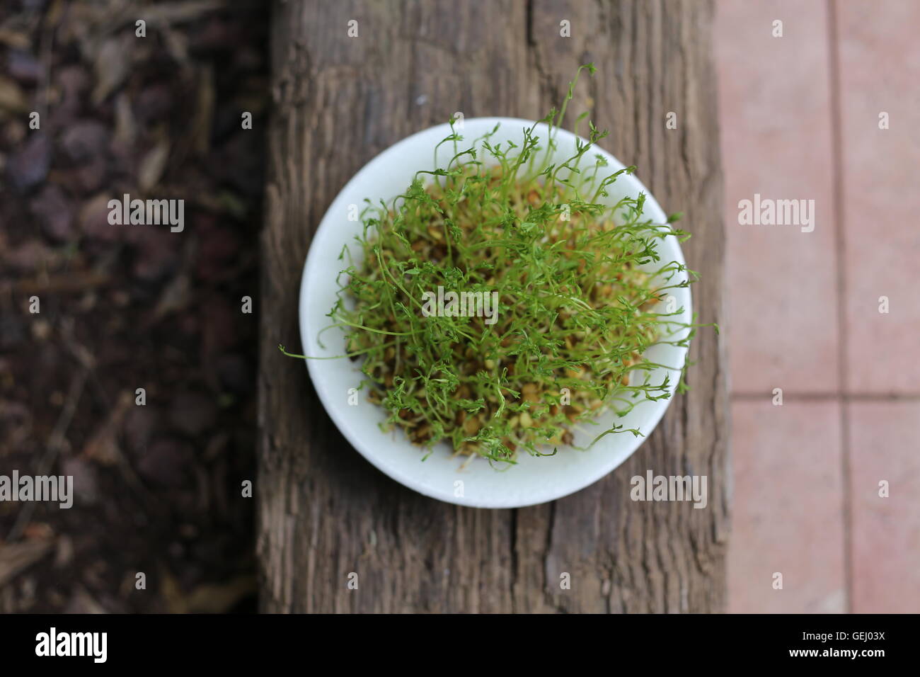Lentils Sprouts.  Germinated lentils. Home made lentils sprouts in a white dish on wooden railway sleepers. Stock Photo
