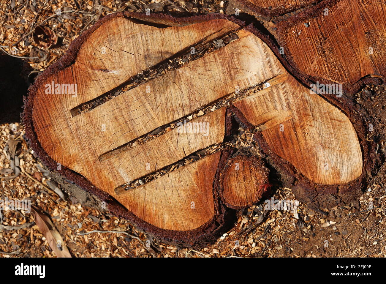 Cut Off Tree. Chopped tree ring with three deep slots. A gash in a cut off tree trunk in the field. Top view of cut tree. Stock Photo