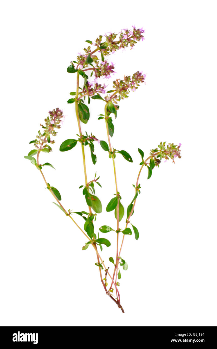 Flowers and Stems of Thyme Stock Photo Alamy