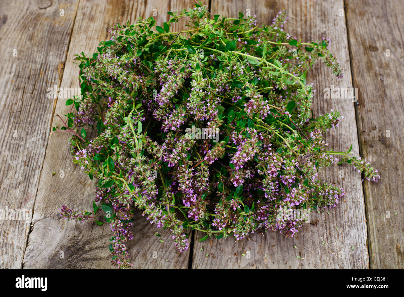 Flowers and Stems of Thyme Stock Photo Alamy