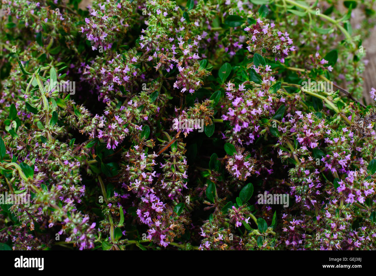 Flowers and Stems of Thyme Stock Photo Alamy