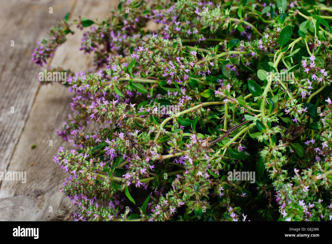 Flowers and Stems of Thyme Stock Photo Alamy