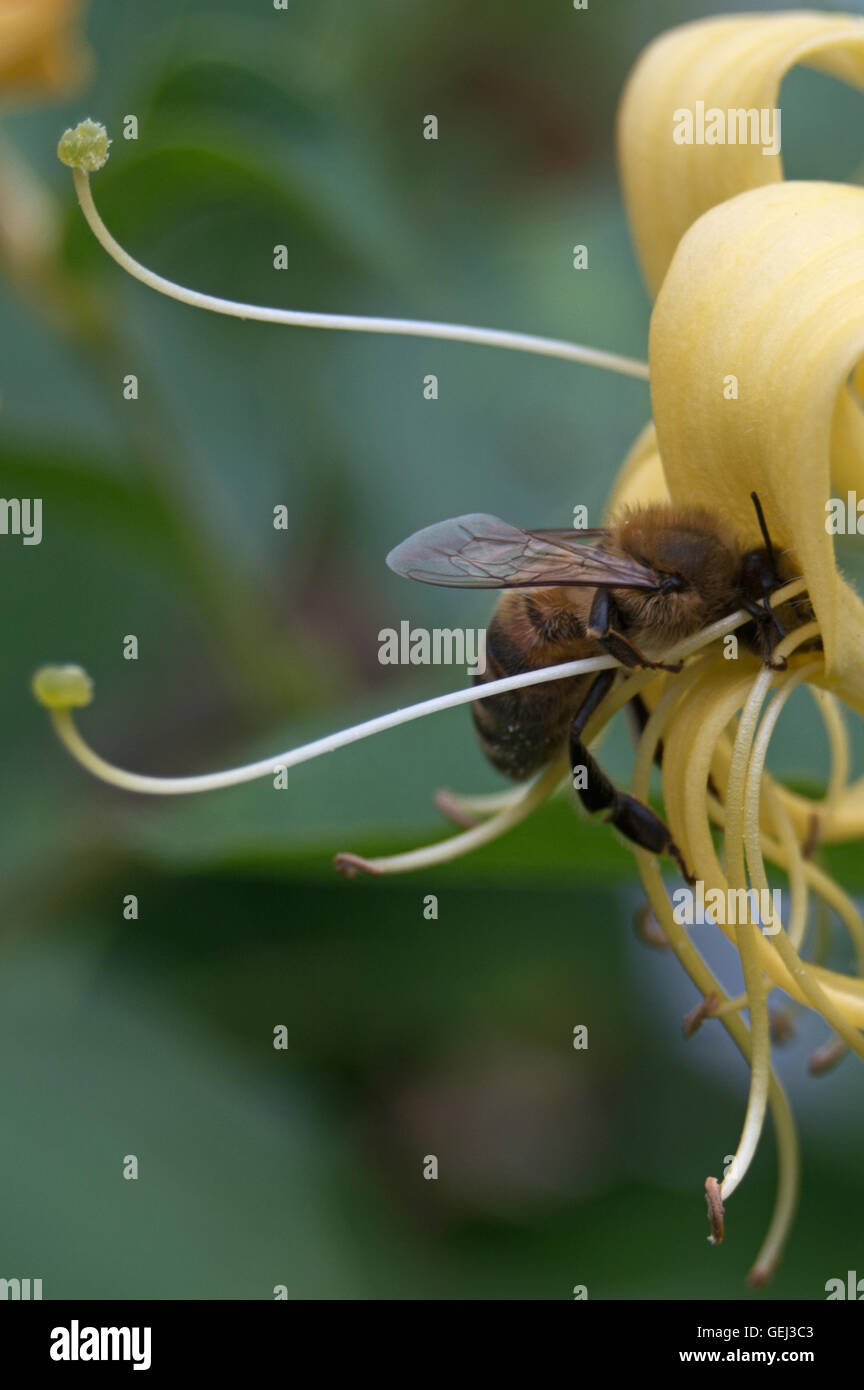 Honey bee on honeysuckle Stock Photo - Alamy