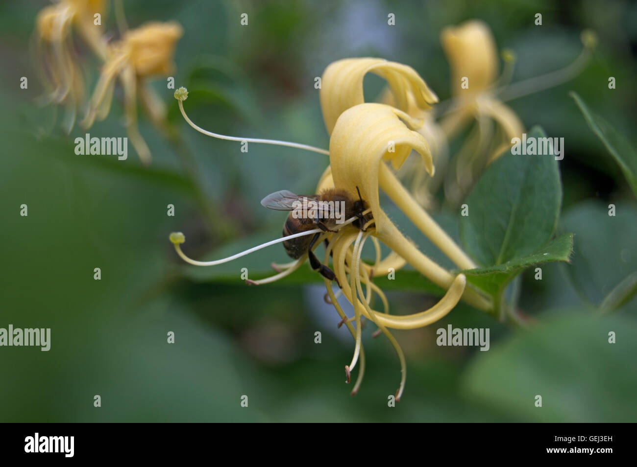 Honey bee on honeysuckle Stock Photo - Alamy