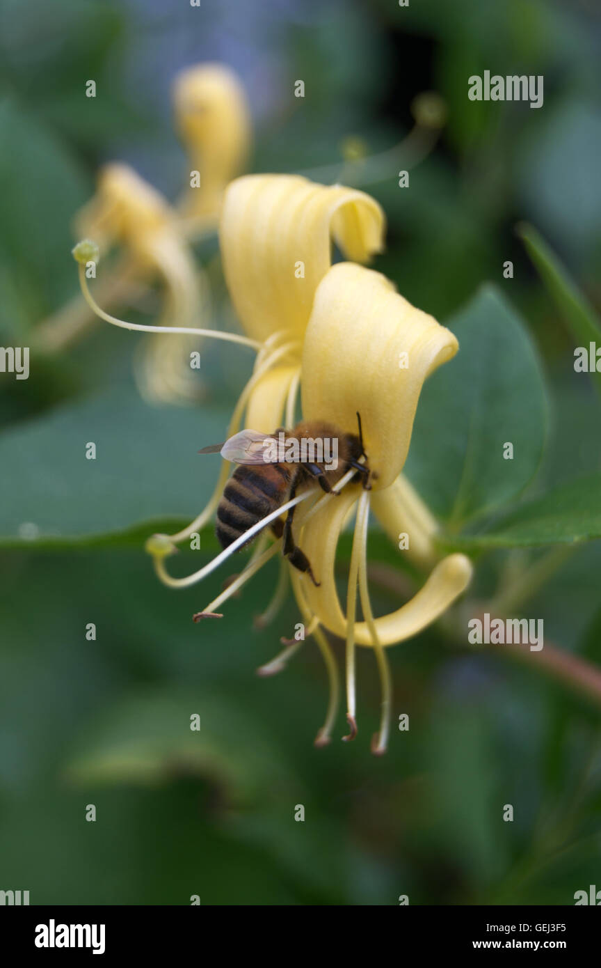Honey bee on honeysuckle Stock Photo - Alamy