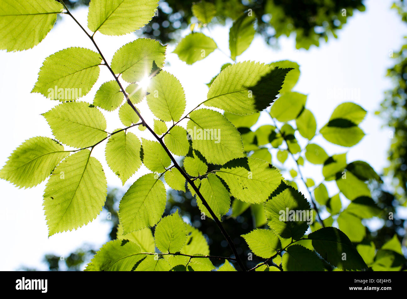Shafts of sunlight making the leaves of a tree glow as it passes through the vegitation. In this tightly packed dense forest the light looks almost surreal as it illumintates the darkness. Stock Photo