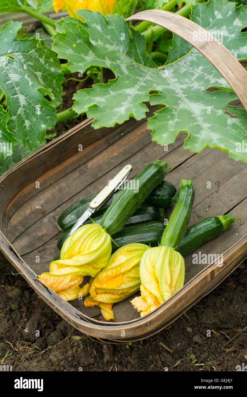 Freshly harvested baby courgettes with flowers attached, variety 'Defender'. Stock Photo