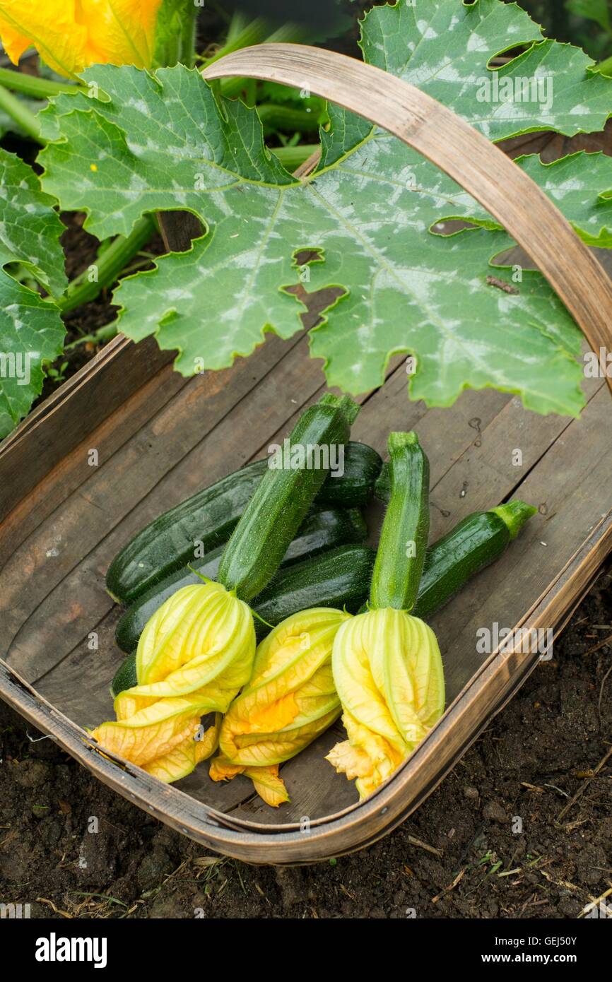 Freshly harvested baby courgettes with flowers attached, variety 'Defender'. Stock Photo