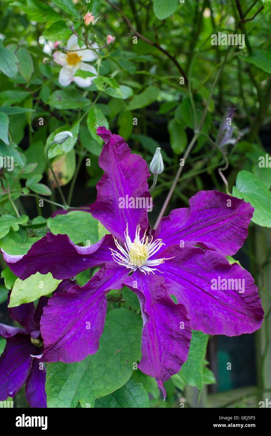 Clematis flower, 'Warsaw Nike' Stock Photo