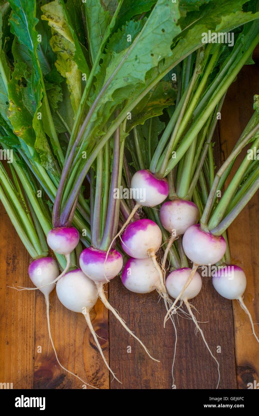 Freshly pulled baby turnips, 'Sweetbell F1' Stock Photo
