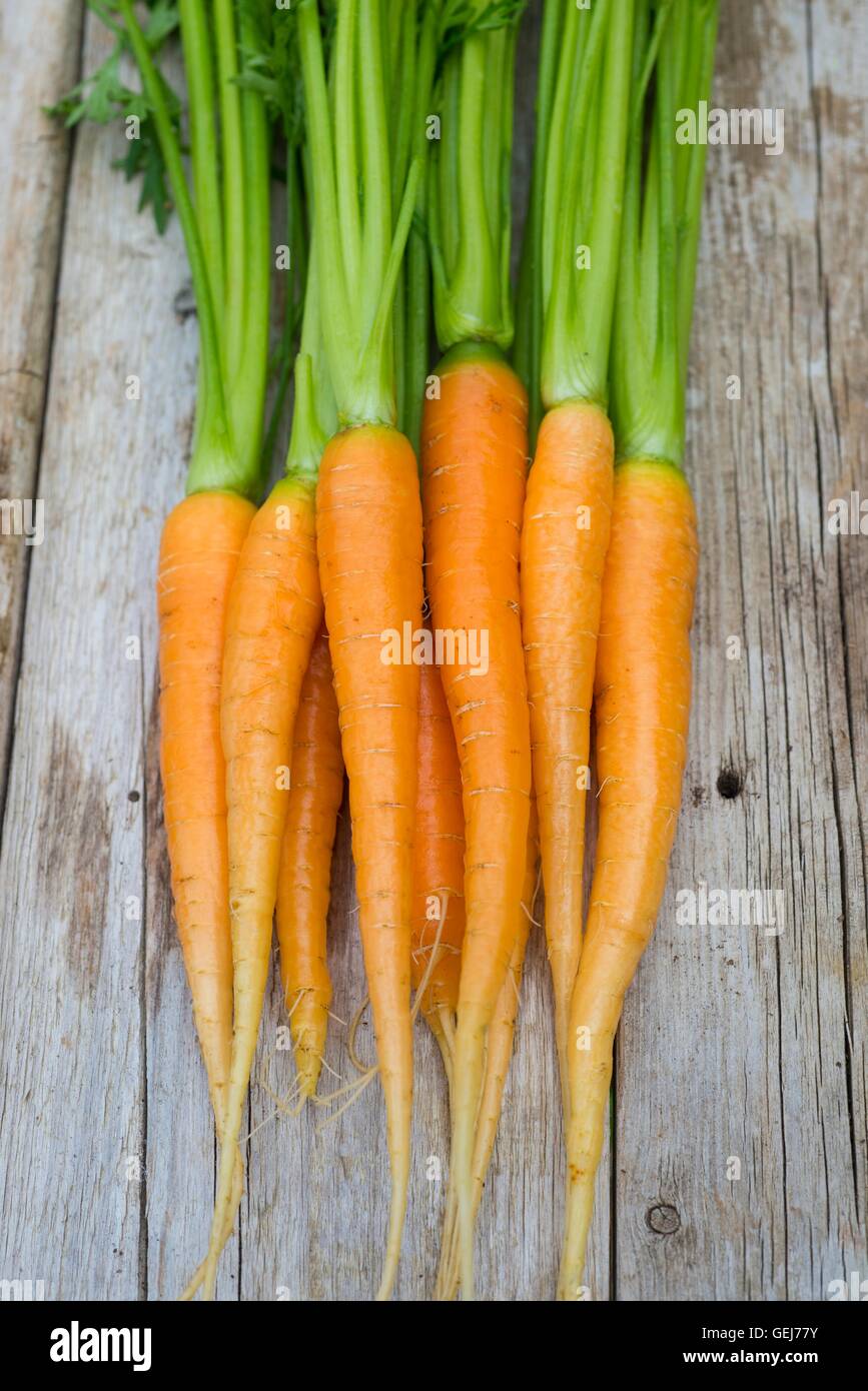 Carrots, Daucus carota, 'Amsterdam Forcing 3', washed and ready for the kitchen. Stock Photo