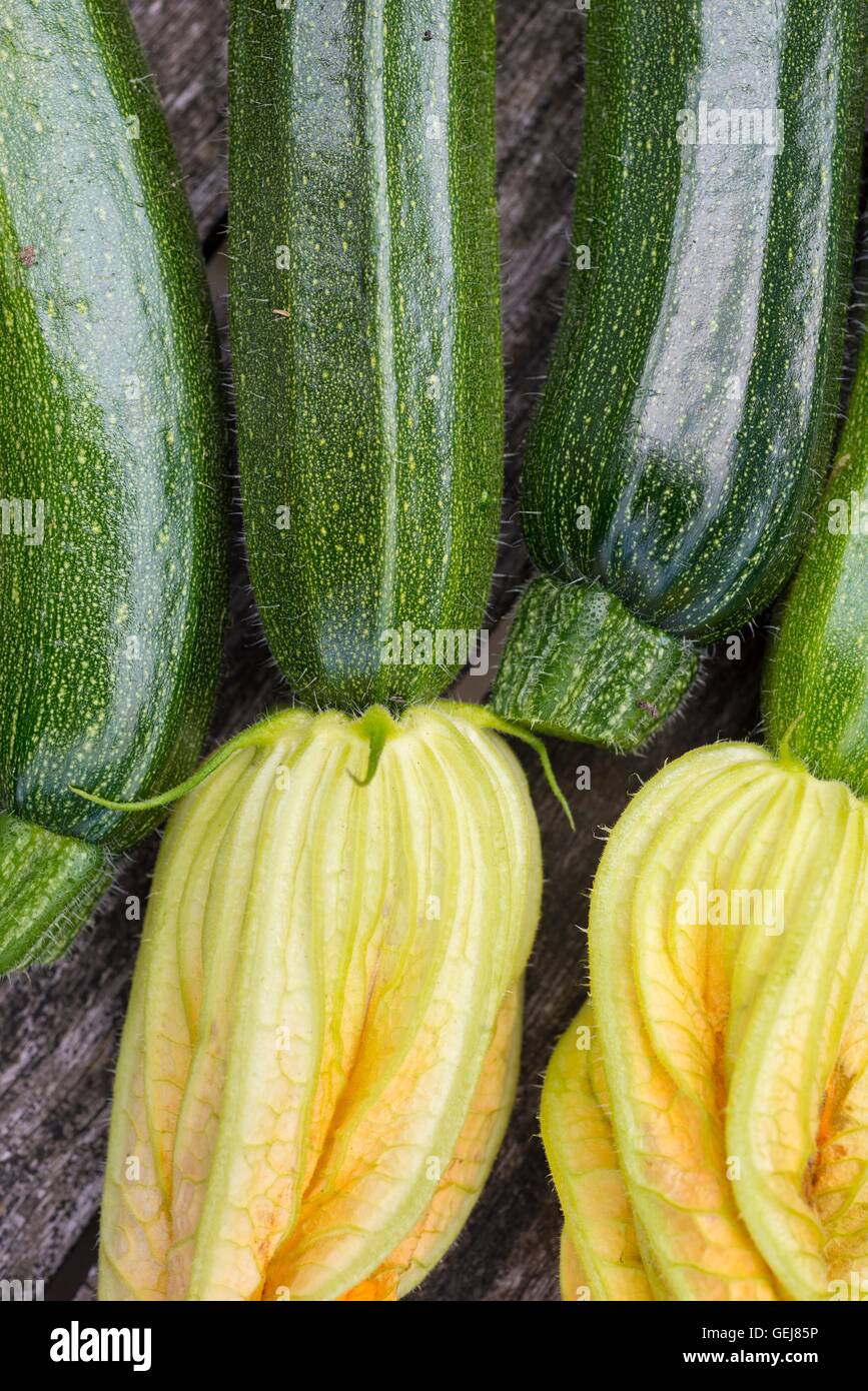 Freshly harvested baby courgettes with flowers attached, variety