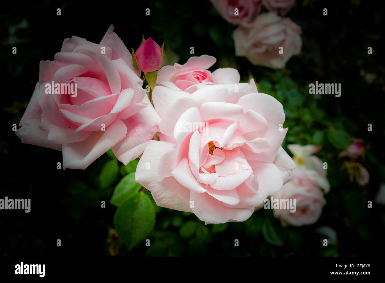 Close crop rose hi-res stock photography and images - Alamy