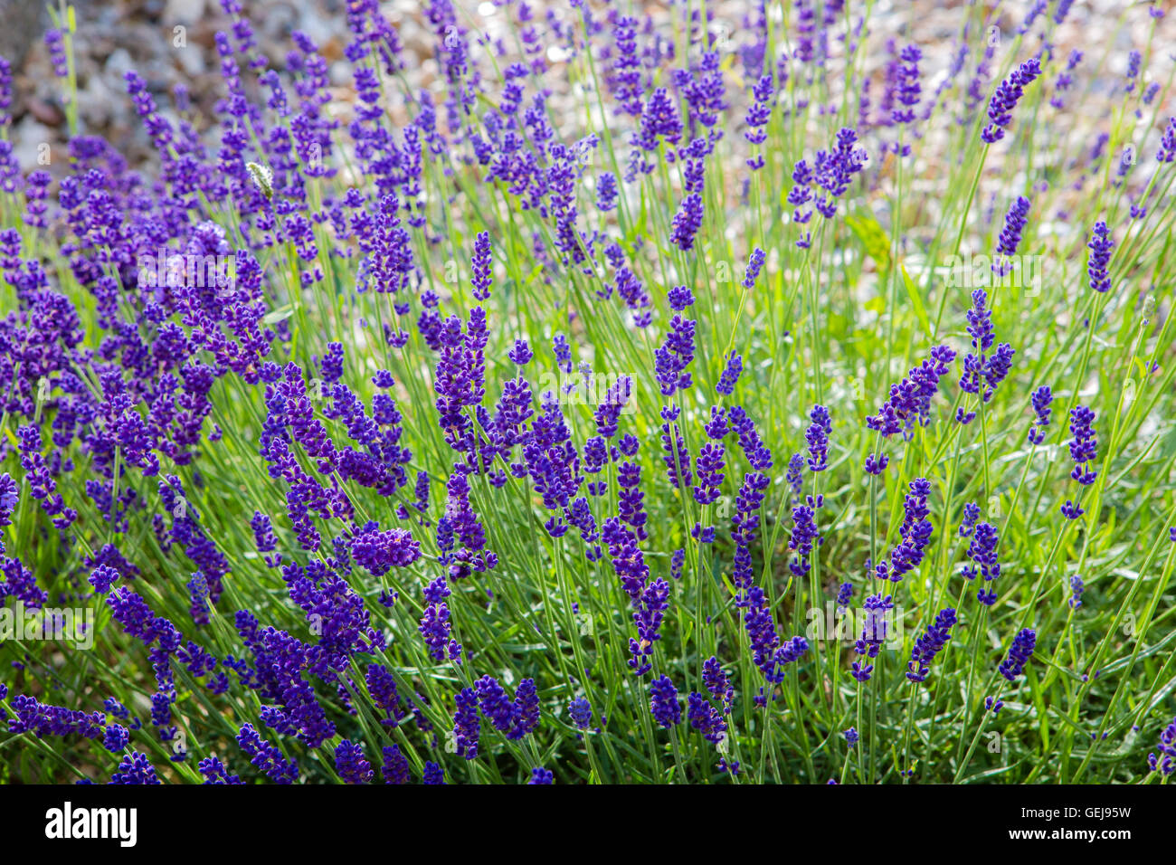 A large bush of flowering lavender in a UK garden. Stock Photo