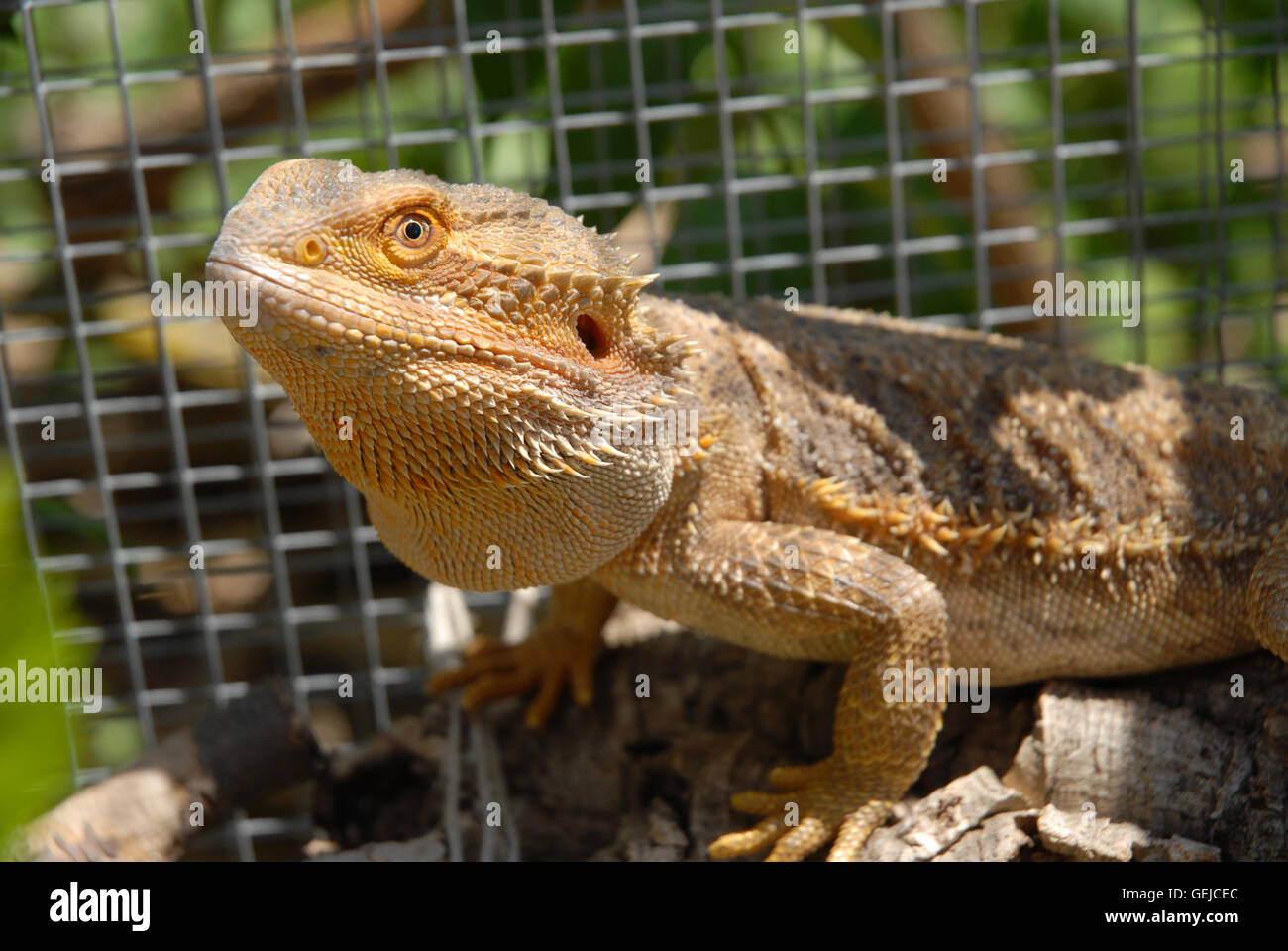 Bearded dragon, Pogona vitticeps Stock Photo